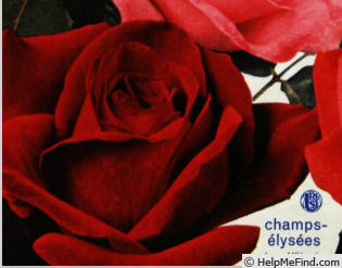 'Champs-Elysées ® (hybrid tea, Meilland, 1957)' rose photo