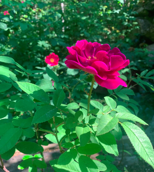 'Home roses'  photo