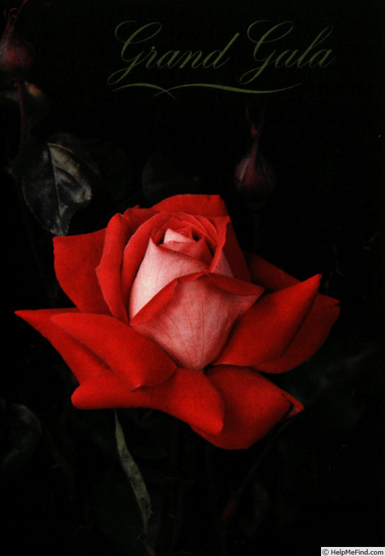 'Grand Gala ® (hybrid tea, Meilland 1954)' rose photo