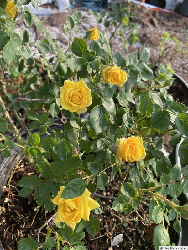 '13-1' rose photo