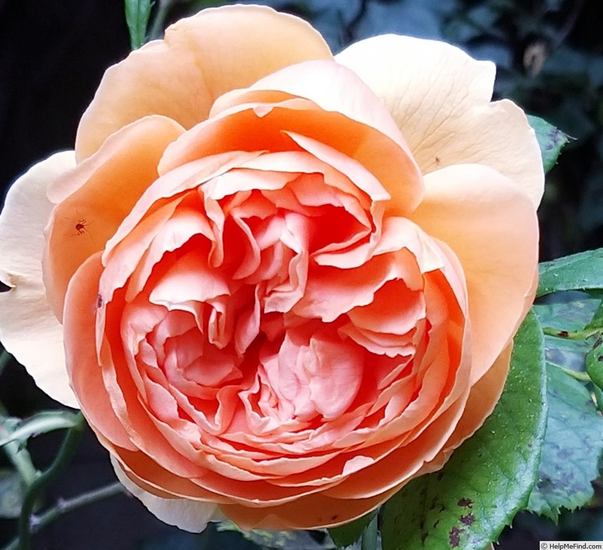 'Carolyn Knight' rose photo