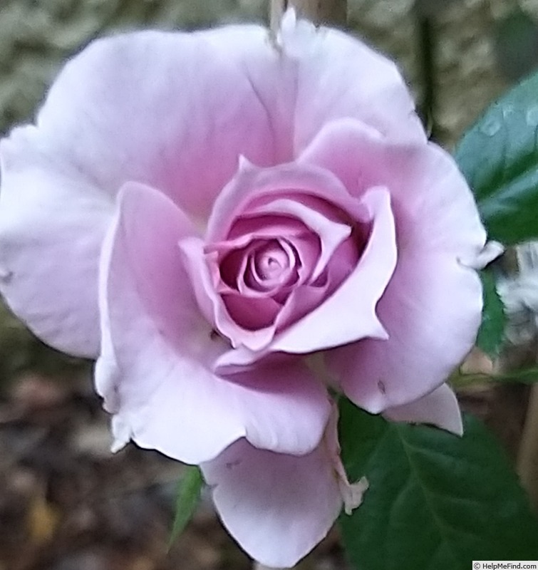 'Novalis ®' rose photo