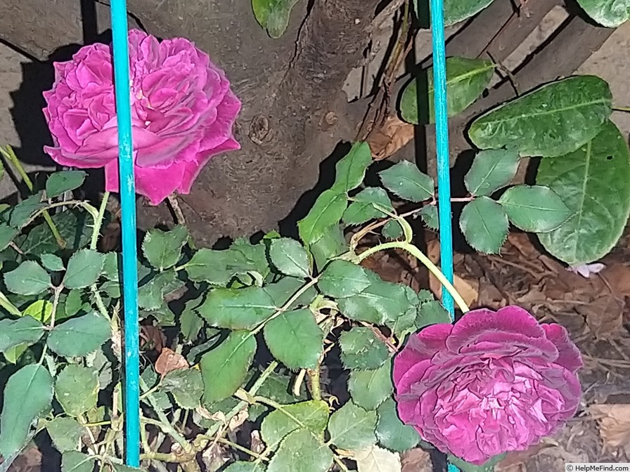 'Munstead Wood ®' rose photo