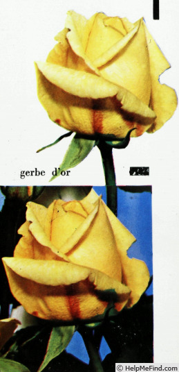 'Gerbe d'Or' rose photo