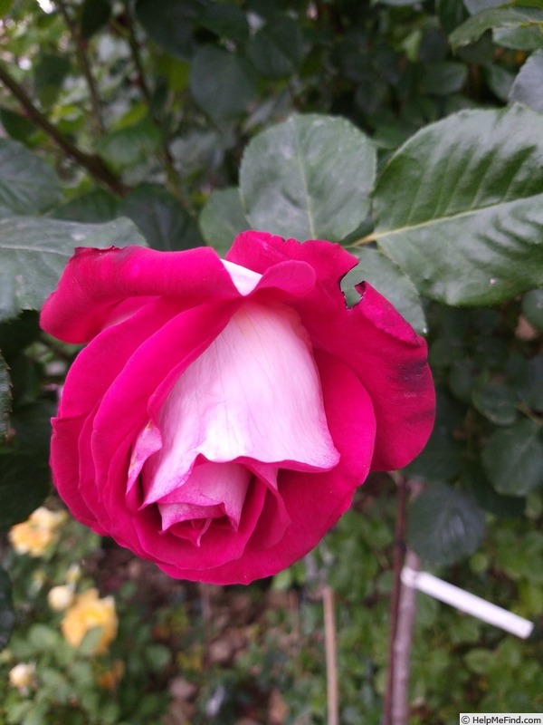 'Monica Bellucci®' rose photo