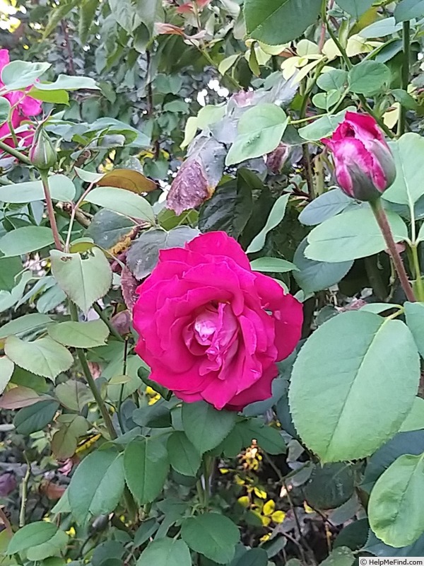 'Monica Bellucci®' rose photo