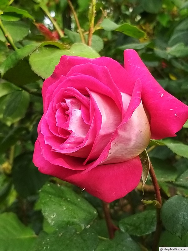 'Monica Bellucci®' rose photo