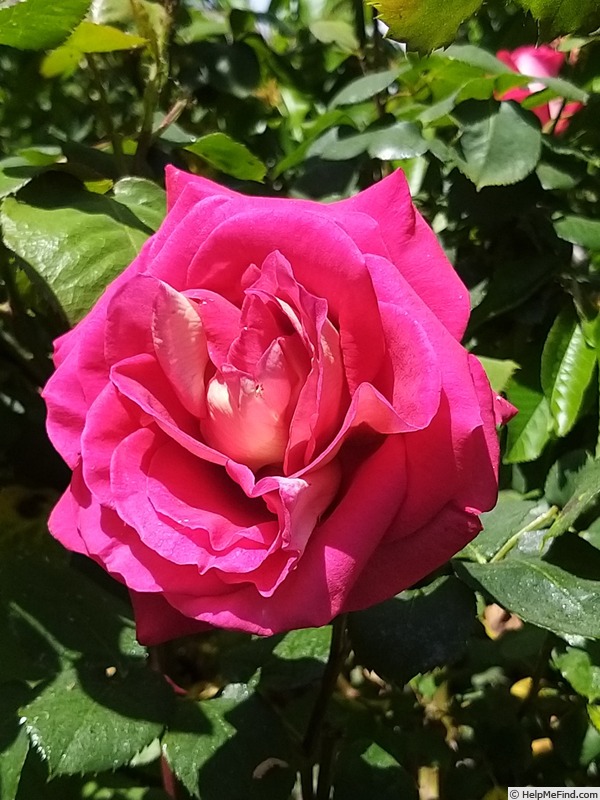 'Monica Bellucci®' rose photo