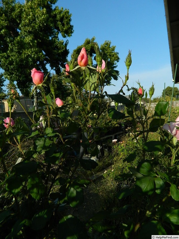 'Crested Abundance' rose photo