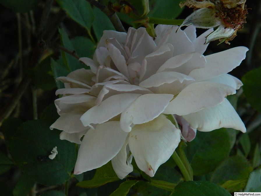 'Grey Pearl' rose photo