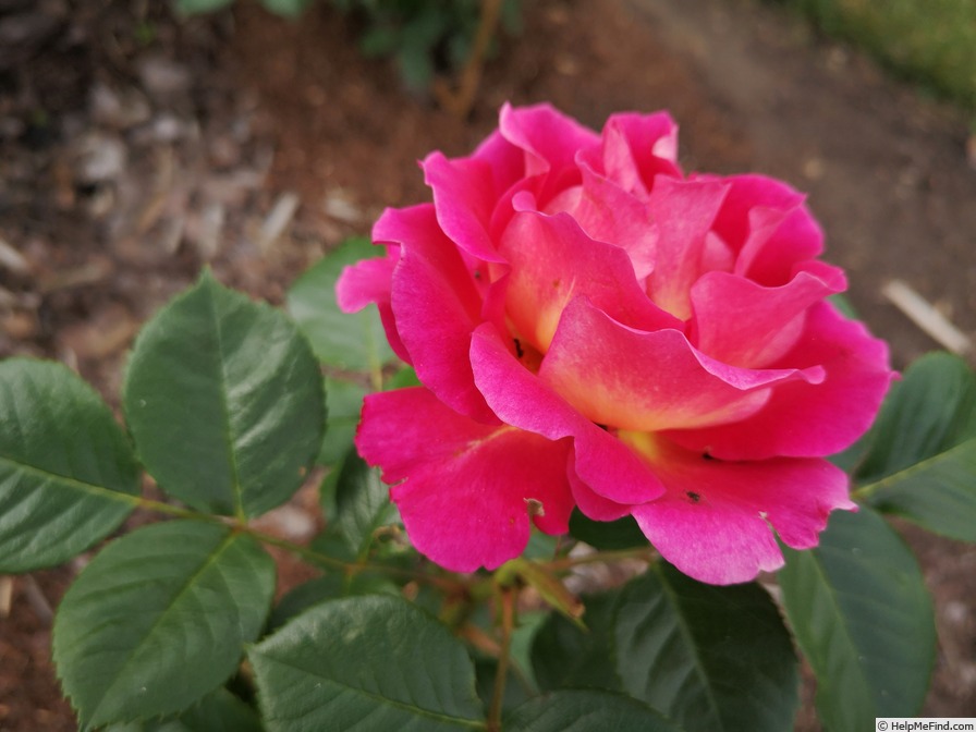 'BARire' rose photo