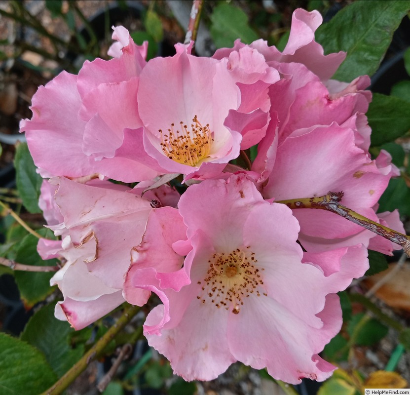 'Roger English' rose photo