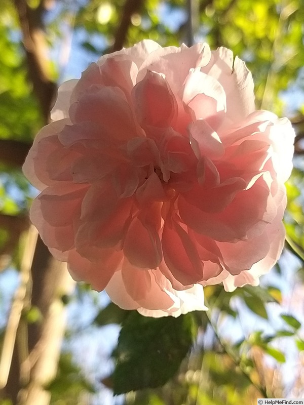 'The Faun' rose photo