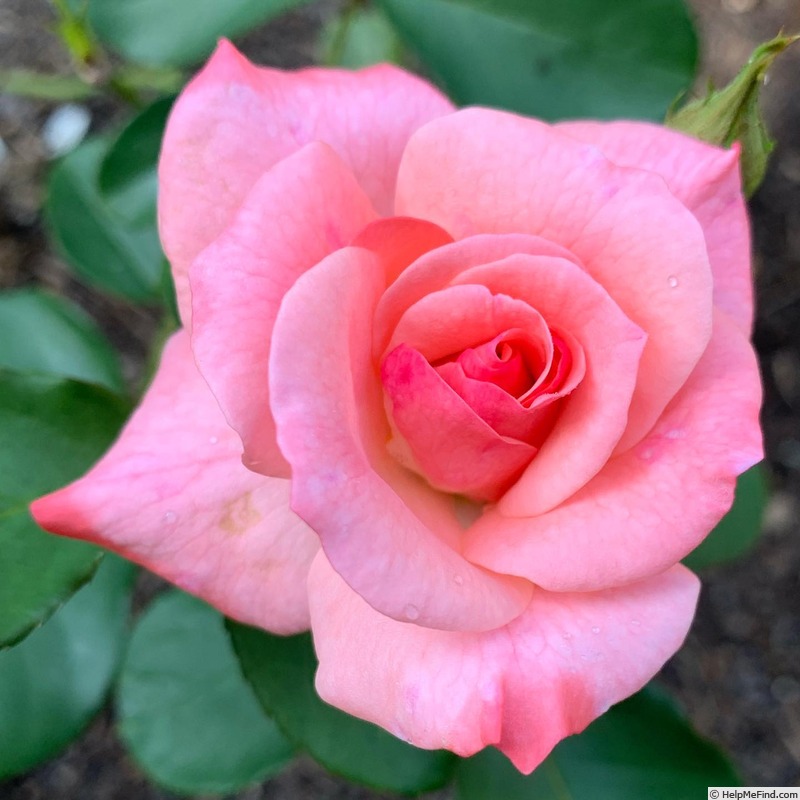 'Lilibet' rose photo