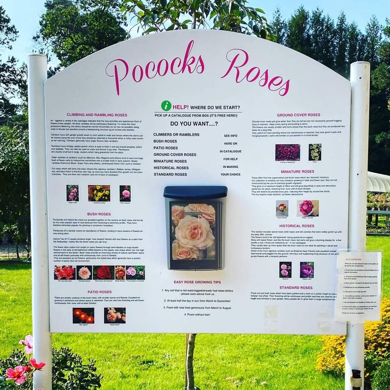 'Pocock's Nurseries/Pocock's Roses'  photo