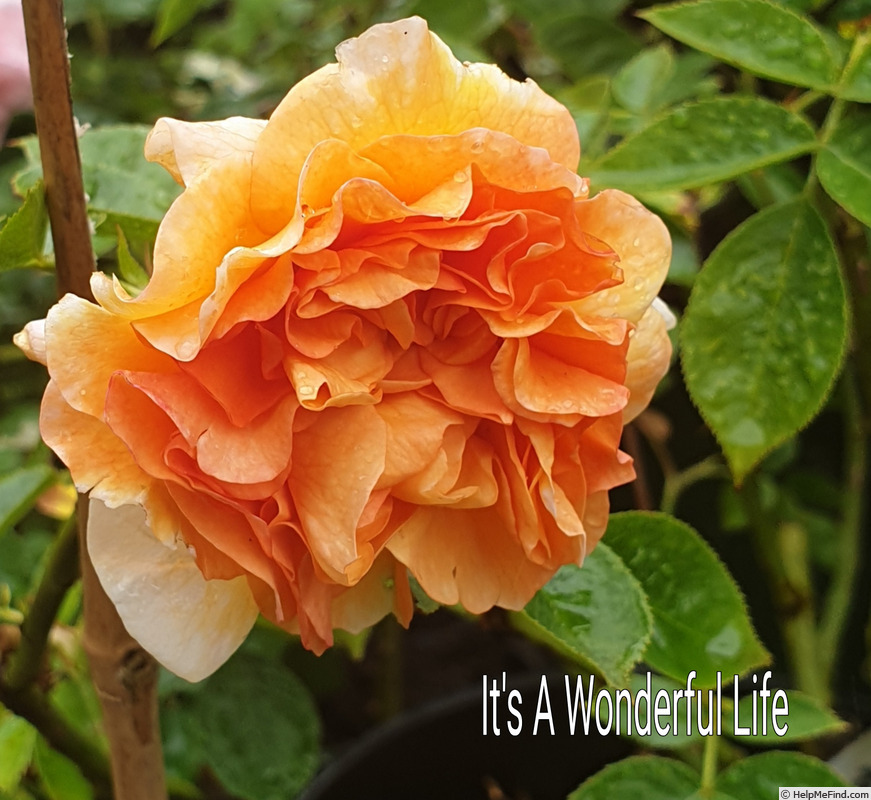 'It's a Wonderful Life' rose photo