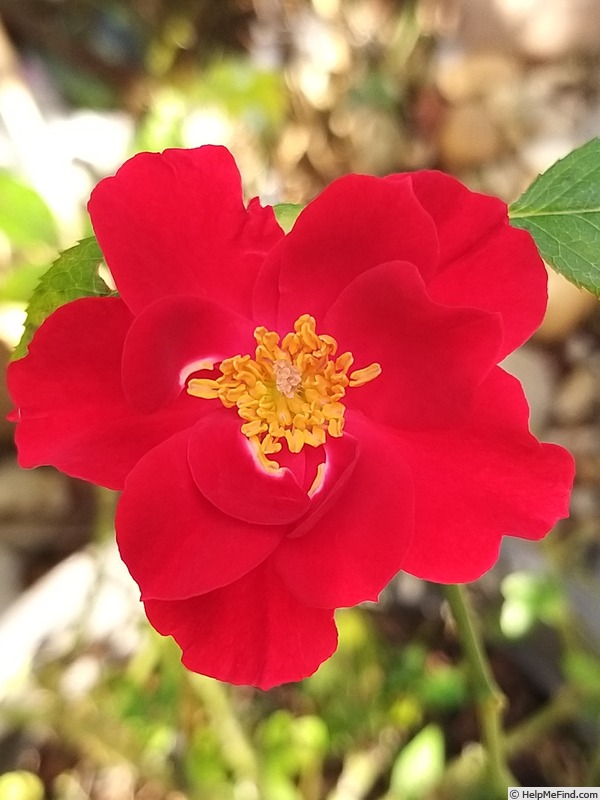 'Ruby Ruby ™' rose photo