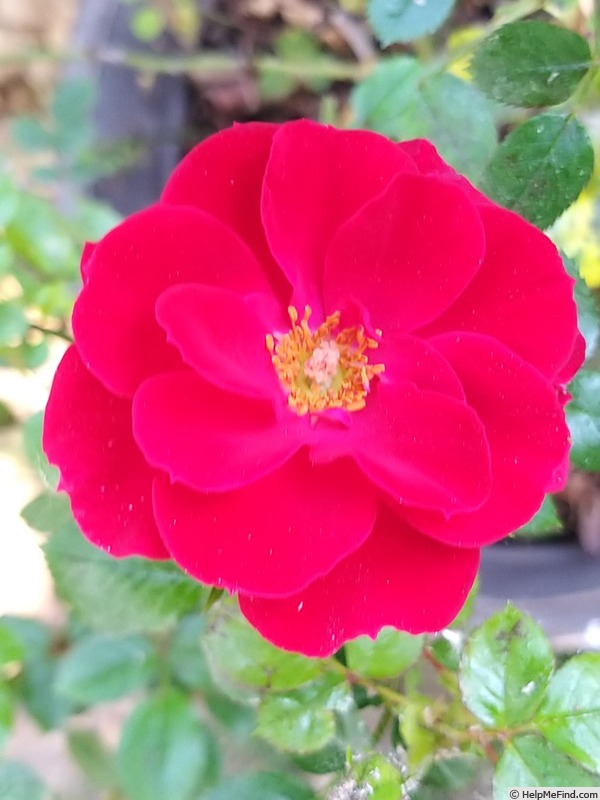 'Ruby Ruby ™' rose photo