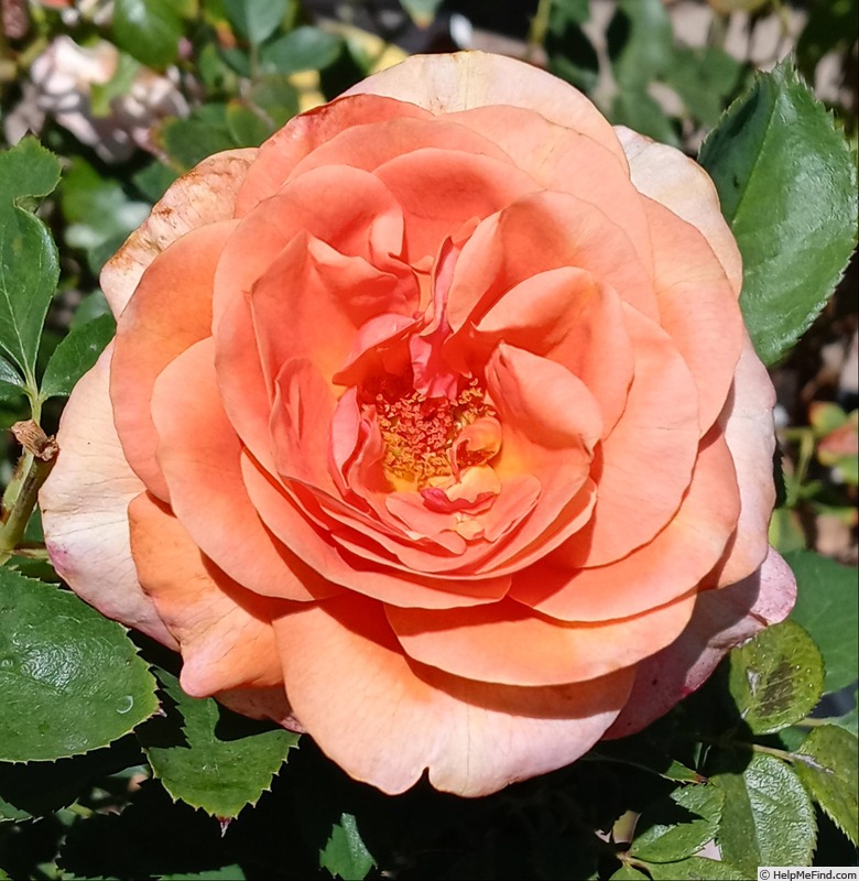 'Double Easy Orange' rose photo
