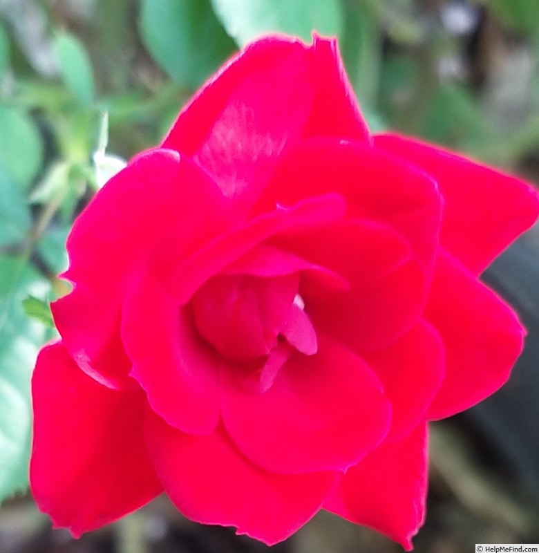 'Ruby Ruby ™' rose photo