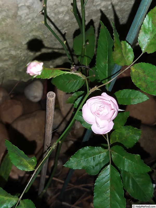 'Marie Pavié' rose photo