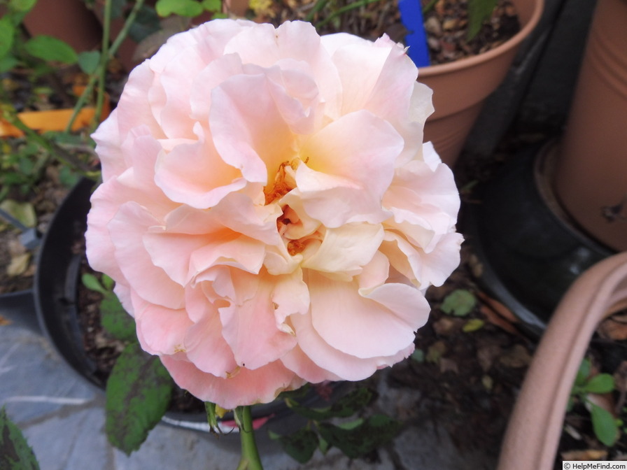 'Augusta Luise ® (Hybrid Tea, Evers, 1999)' rose photo