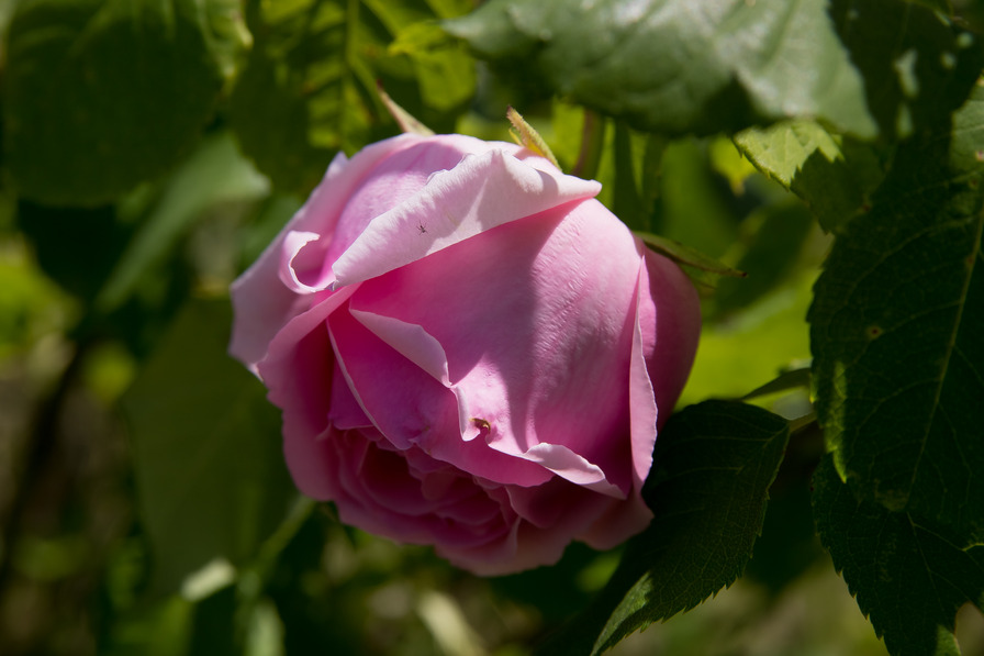 'Tolstoi' rose photo