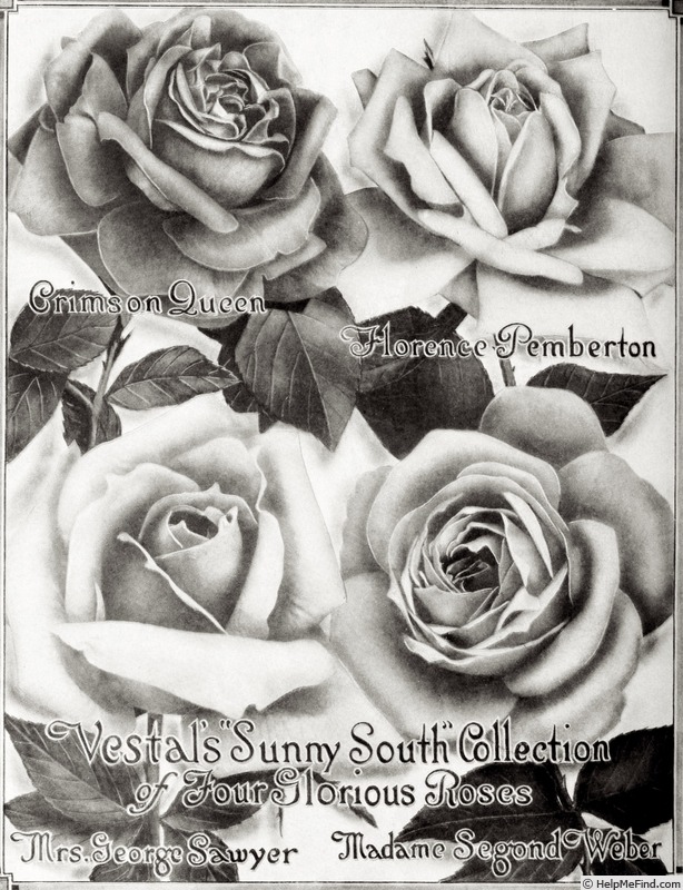 'Florence Pemberton' rose photo