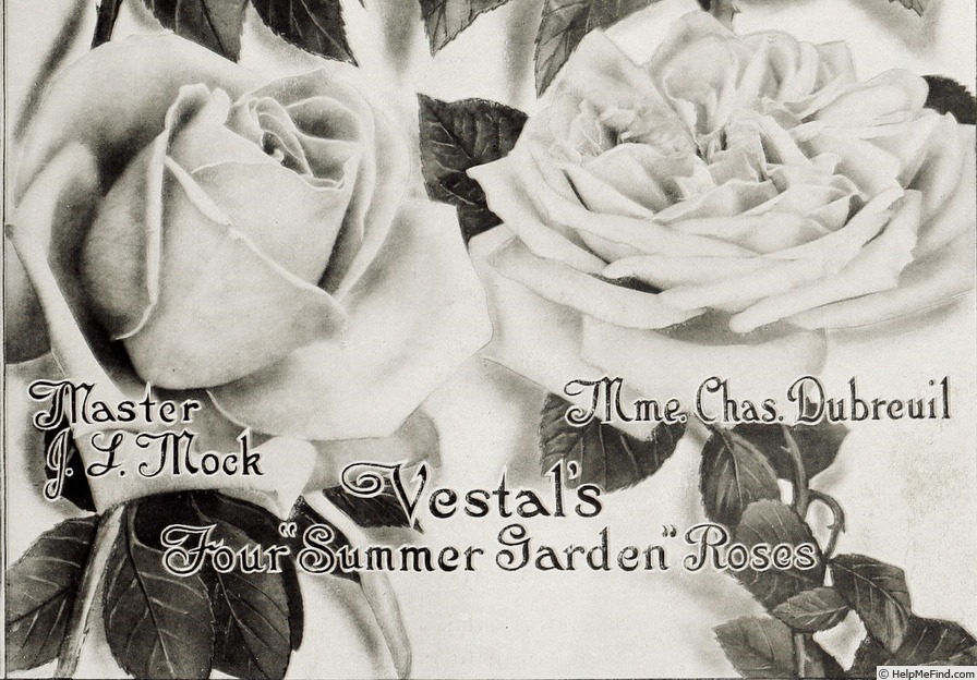 'Madame Charles Dubreuil' rose photo