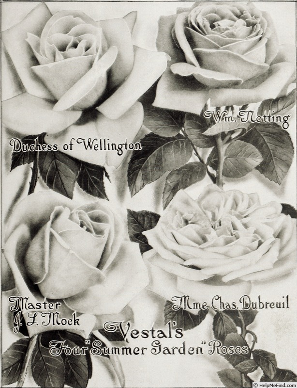 'Madame Charles Dubreuil' rose photo