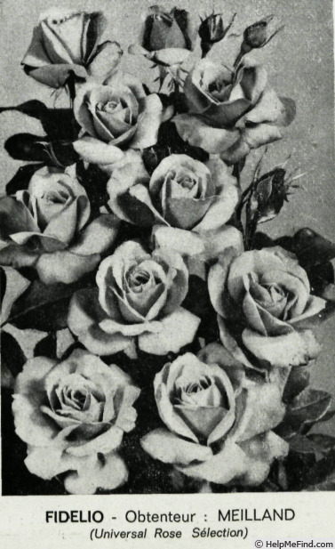 'Fidélio (floribunda, Meilland, 1964)' rose photo