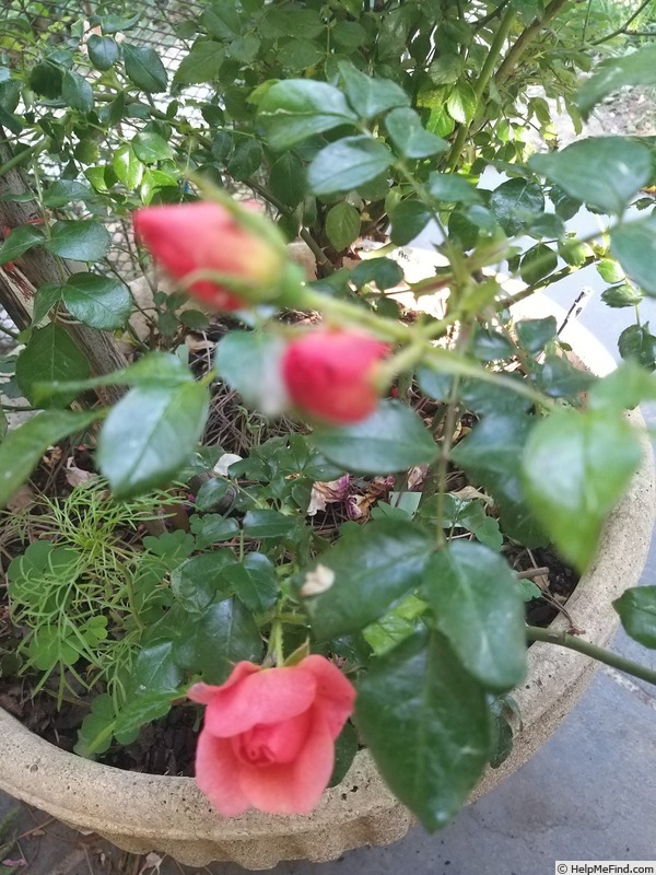 'Aprikola ®' rose photo