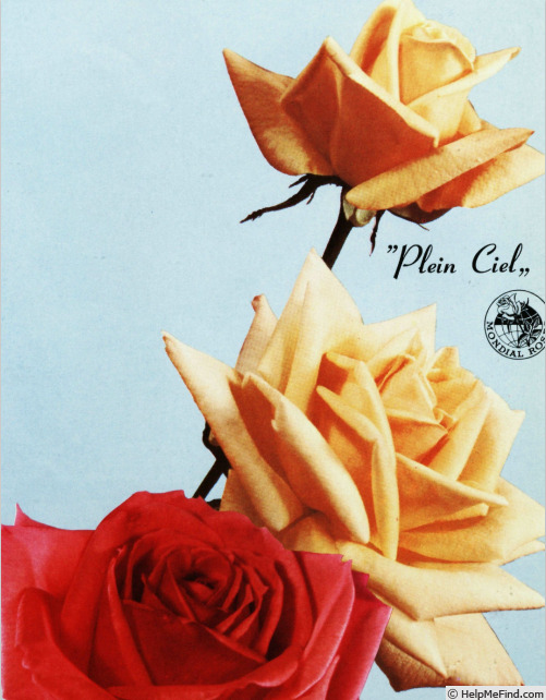 'Plein Ciel' rose photo