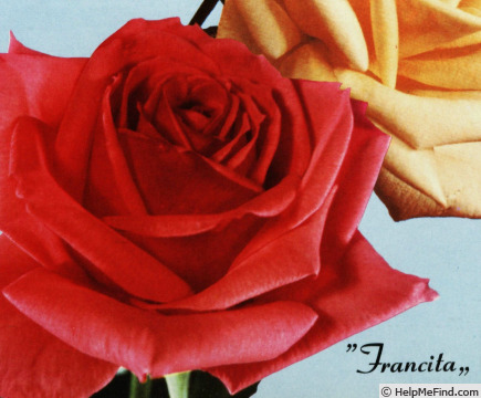 'Francita ®' rose photo