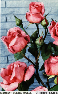 'Odette Joyeux' rose photo