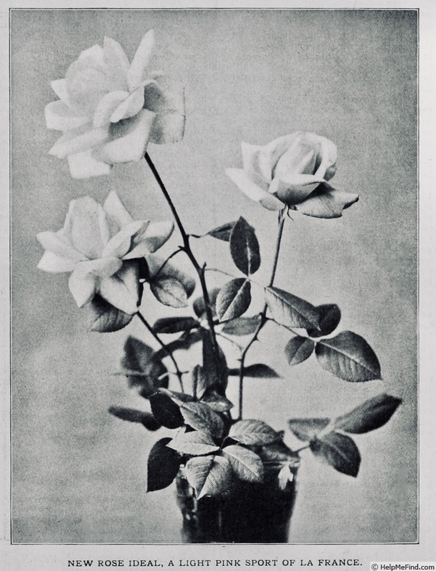 'Ideal (hybrid tea, Becker, 1903)' rose photo