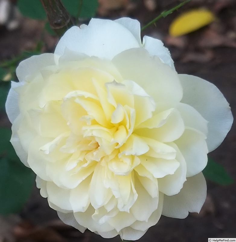 'The Country Parson' rose photo