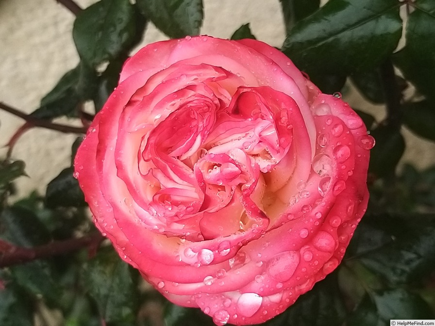 'La Garçonne ®' rose, click to enlarge 'La Garçonne ®' rose photo
