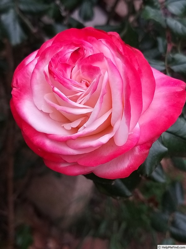 'La Garçonne ®' rose photo