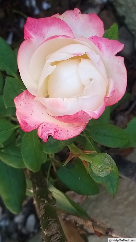 'La Garçonne ®' rose photo