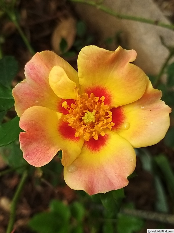 'Sunshine Babylon Eyes ®' rose photo