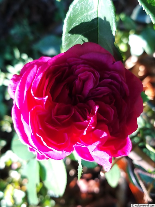 'William Shakespeare 2000 ™ (shrub, Austin 1994)' rose photo