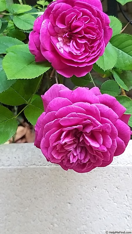 'William Shakespeare 2000 ™ (shrub, Austin 1994)' rose photo