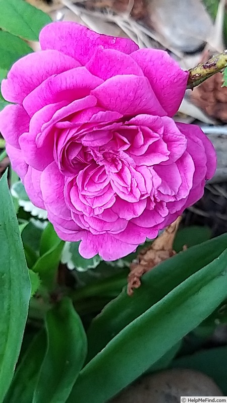 'William Shakespeare 2000 ™ (shrub, Austin 1994)' rose photo
