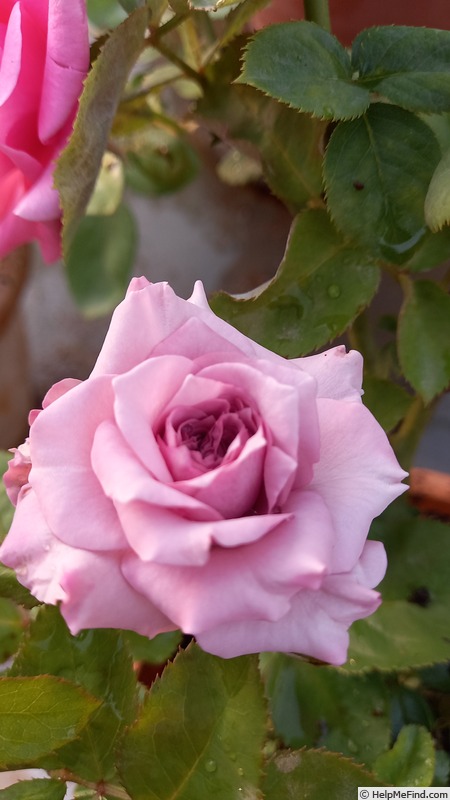 'Galaxy Glow' rose photo