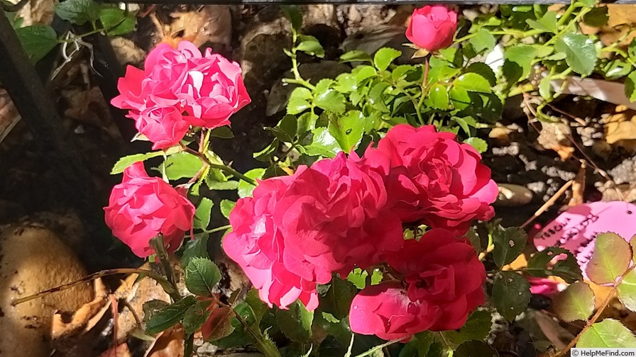 'Toscana Balconia' rose photo