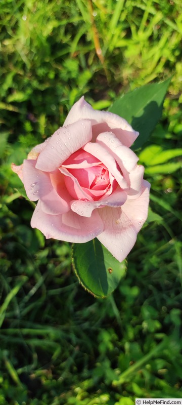 'Countess of Derby' rose photo