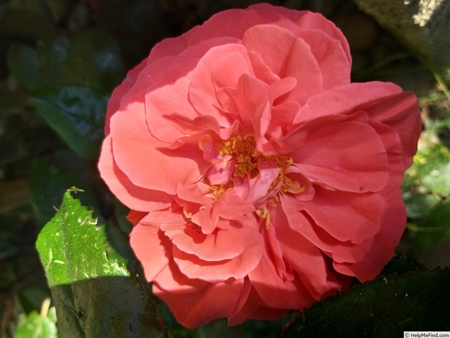 'Special Anniversary' rose photo