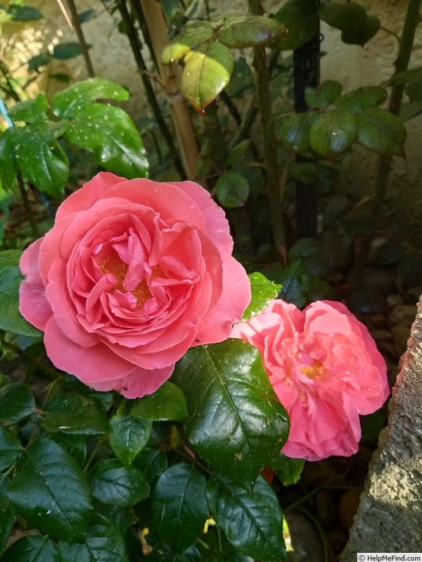 'Special Anniversary' rose photo