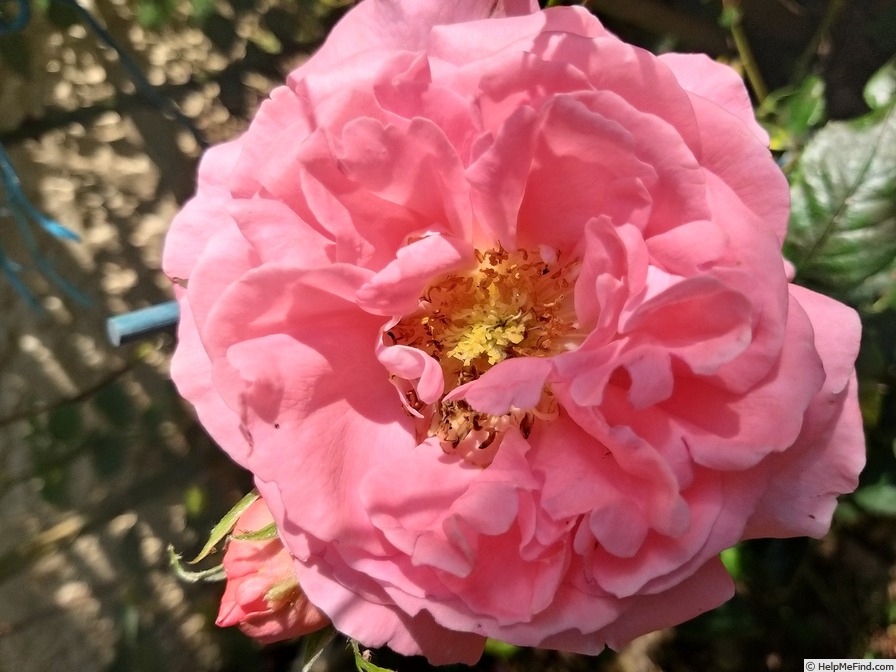 'Special Anniversary' rose photo